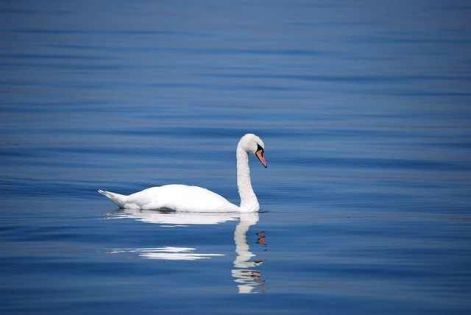 swan-173675_640.jpg